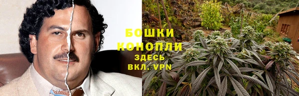 прущие грибы Майский